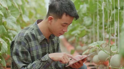 Smiling Asian Farmer Use Tablet And Thumb Up In Organic Farms. Agriculture Video stock 167973863