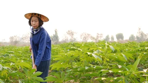 Smiling Asian female tapioca farmer  Stock Footage 125643221
