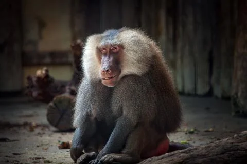 Smiling baboon Stock Photos
