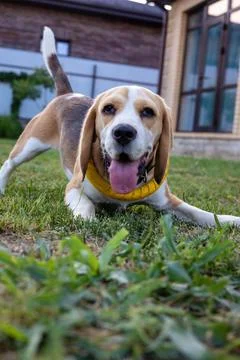 Smiling beagle playing in the sun-drenched yard on a cheerful afternoon Stock Photos