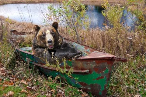 Smiling bear in row boat Stock Photos