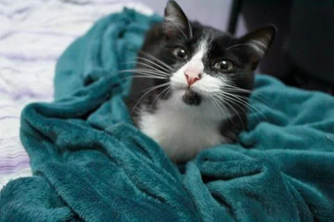 Smiling black and white cat on a green blanket Stock Photos
