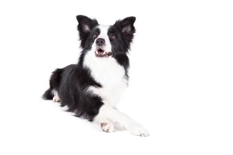 Smiling Border collie lying on white background Stock Photos