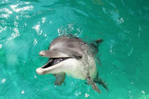 Smiling bottlenose dolphin looking at camera with open mouth in turquoise water. Foto stock