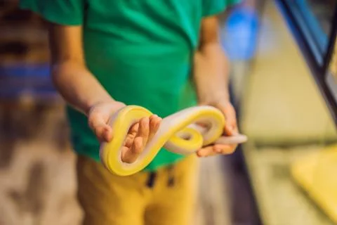 Smiling boy holding python in his hands Photos