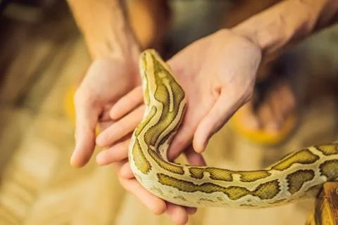 Smiling boy holding python in his hands Stock-Fotos