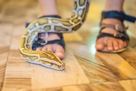 Smiling boy holding python in his hands Stock-Fotos