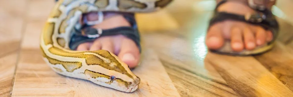 Smiling boy holding python in his hands BANNER, LONG FORMAT 写真素材