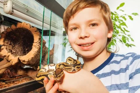 Smiling boy holding Royal python in his hands Stock-Fotos