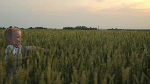 A smiling boy runs through a field of grain crops at sunset. Stock Footage 247090487