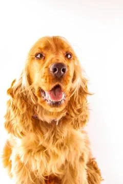 Smiling British cocker spaniel Stock Photos
