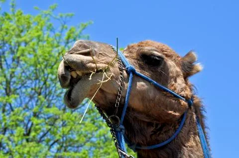 Smiling camel Stock Photos