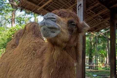 A smiling camel Stock Photos