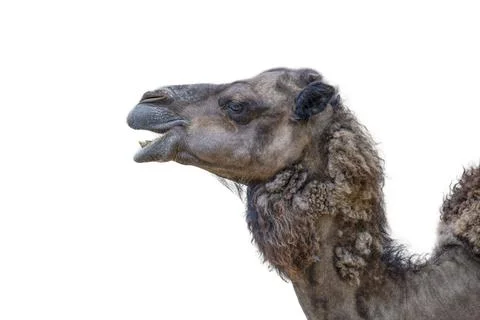 Smiling camel on a white background. Camel head close up, side view. The camel Stock Photos