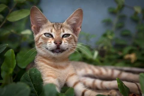 Smiling cat Foto stock