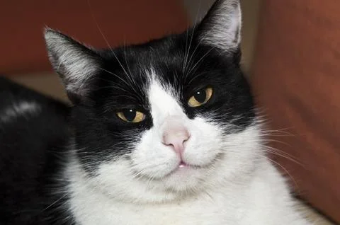 Smiling cat Fotos de archivo