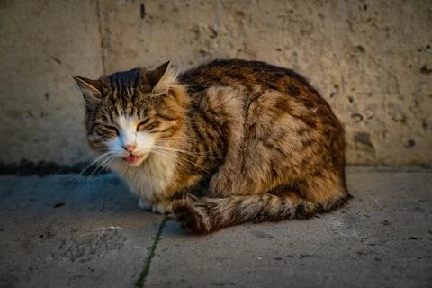 Smiling Cat Stock Photos
