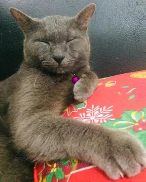 Smiling Cat Pyro Stock-Fotos