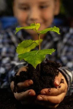 A smiling child holds a tree sapling outstretched in his hands. Experience joy Stock Photos