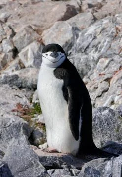 Smiling Chinstrap penguin closeup, looking into camera, Antarctica Stock Photos