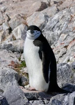Smiling Chinstrap penguin closeup, looking into camera, Antarctica Stock Photos