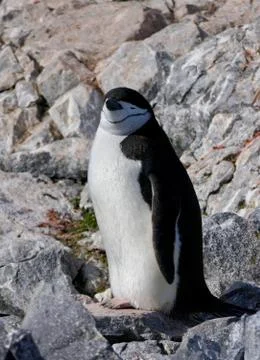 Smiling Chinstrap penguin closeup, looking into camera, Antarctica Stock Photos