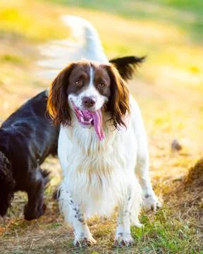 Smiling Cocker Springer Spaniel Dog with Tongue Hanging Out Stock Photos