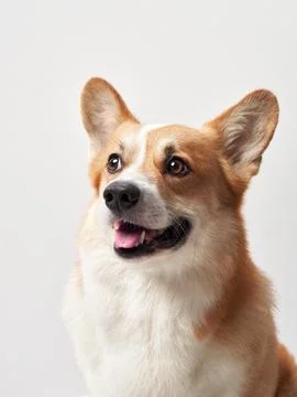 Smiling Corgi portrait Stock Photos