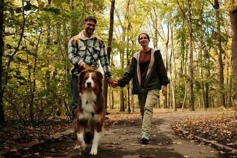 Smiling couple holding hands while walking Australian Shepherd dog along autu Stock-Fotos