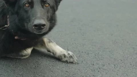 Smiling Dog Vídeos de archivo 230199652