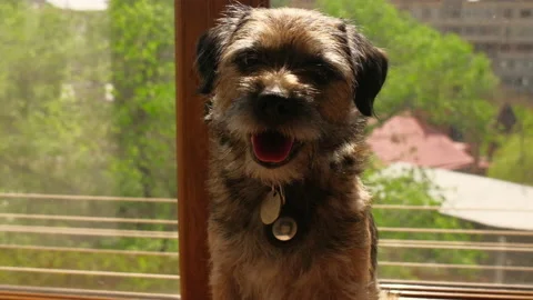 Smiling dog Stock Footage 239161094