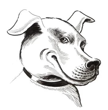 Smiling dog Stock Illustration