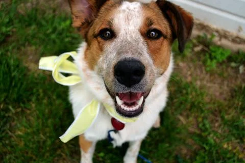 Smiling Dog Stockfoto's