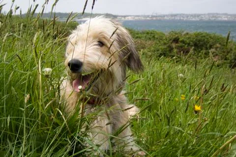 Smiling dog Foto stock