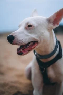 Smiling dog 写真素材