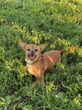 Smiling Dog Stock Photos
