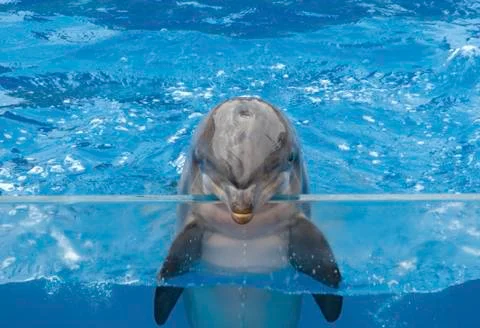 Smiling dolphin Stock Photos