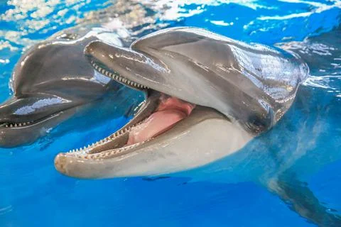 Smiling Dolphin. Stock Photos