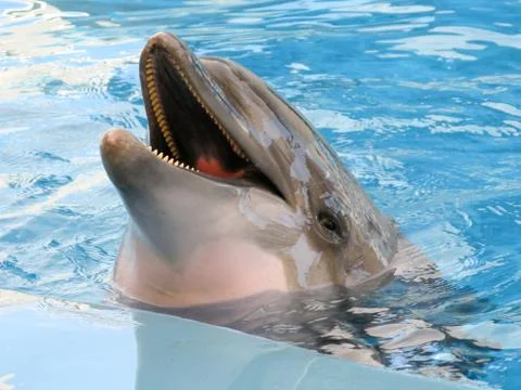Smiling dolphin in the pool Photos