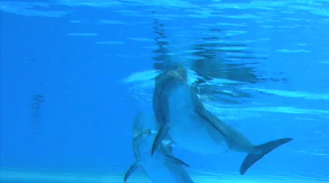 Smiling Dolphins Stock Footage 290937