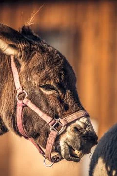Smiling Donkey Stock Photos