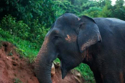 Smiling Elephant side on Colored  Stock Photos