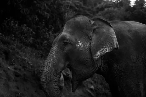 Smiling Elephant side on  Stock Photos