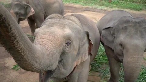 Smiling Elephant Trunk being petted from above  Stock Footage 290976062