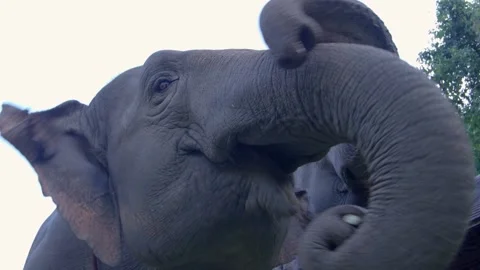 Smiling Elephants Hugging Each Other Smiling  Stock Footage 290976039
