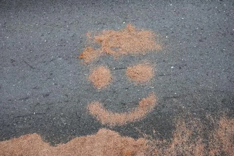 A smiling face created from scattered pine needles arranged on a dark asphalt Stock Photos