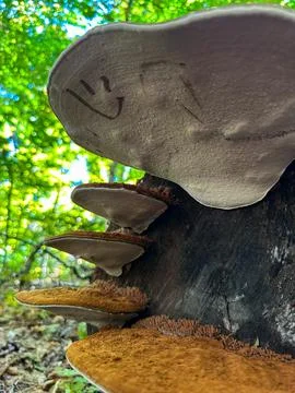 A Smiling Face Drawn on a Large Shelf Mushroom Stock Photos