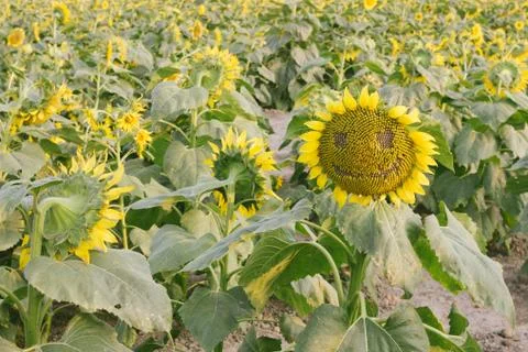 Smiling face of sunflower Stock Photos