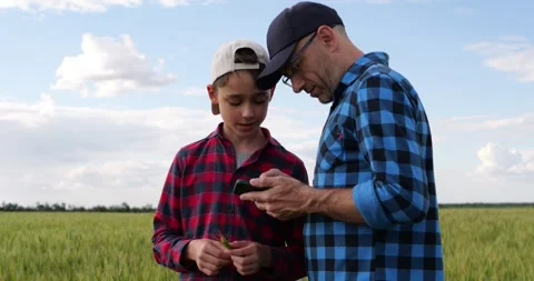 Smiling farmer father and son compare wheat ear with smartphone data in field Stock Footage 344998670