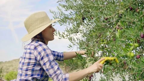 Smiling farmer in hat picking ripe olives harvest on field plantation, tree Stock Footage 234114113